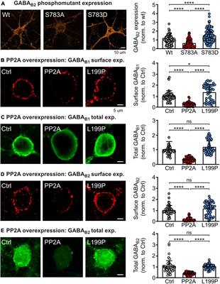 Protein phosphatase 2A regulation of GABAB receptors normalizes ischemia-induced aberrant receptor trafficking and provides neuroprotection